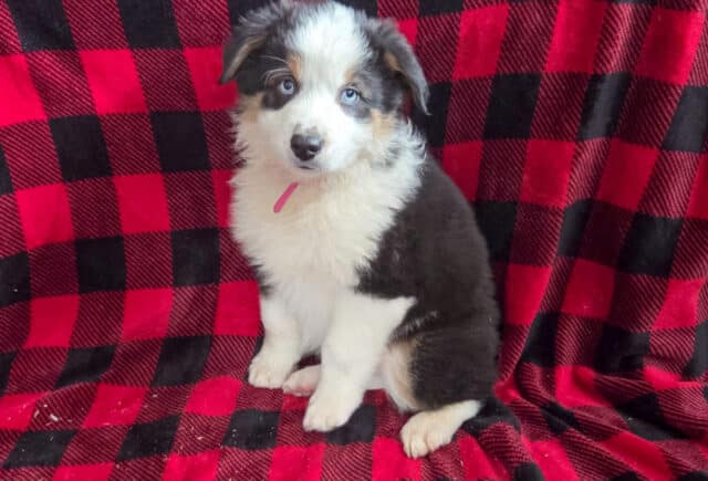 Lenny Mini Aust Shepherd Puppy3 image