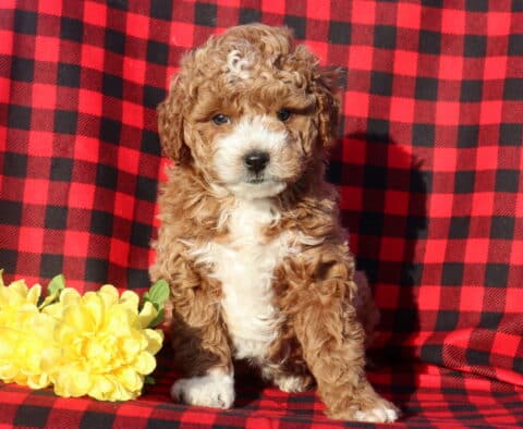 Lenny Mini Goldendoodle