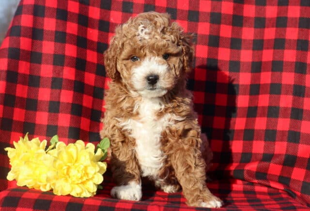 Mini Goldendoodle puppy with a curly apricot coat and white chest sitting on a red-and-black plaid blanket beside yellow flowers. image