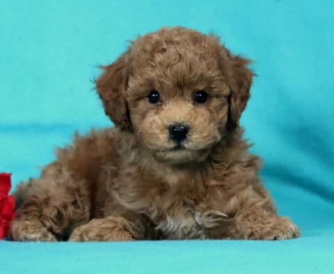 Chocolate Bichpoo puppy lying down on a teal background beside a red rose, showing a soft curly coat, round black eyes, and a calm, cuddly expression