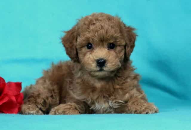 Chocolate Bichpoo puppy lying down on a teal background beside a red rose, showing a soft curly coat, round black eyes, and a calm, cuddly expression image
