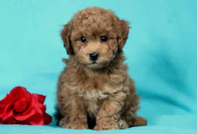 Chocolate Bichpoo puppy sitting upright on a teal backdrop with a red rose, featuring a fluffy curly coat, small white chest patch, and bright expressive eyes image