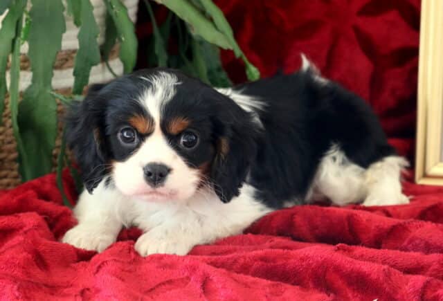 Black and white Cavalier King Charles Spaniel puppy with tan markings resting on a red blanket, showcasing sweet expression and soft coat image