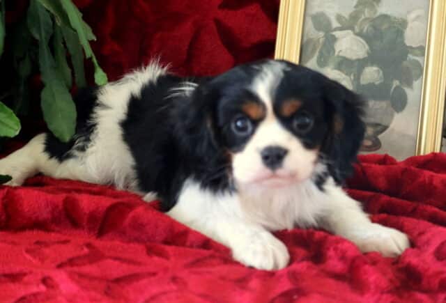 Tri-color Cavalier King Charles Spaniel puppy lounging on a plush red blanket with expressive eyes and silky ears image