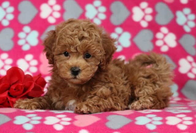 Curly apricot Bichpoo puppy lying down on a pink heart and paw-print blanket beside a red rose, showing a fluffy coat and sweet dark eyes image