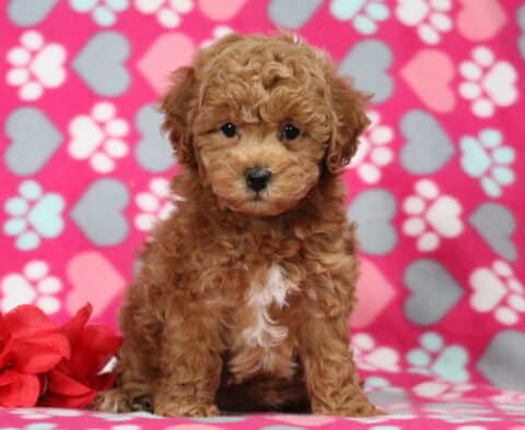 Fluffy apricot Bichpoo puppy sitting upright on a pink heart and paw-print blanket next to a red rose, with curly fur and bright expressive eyes