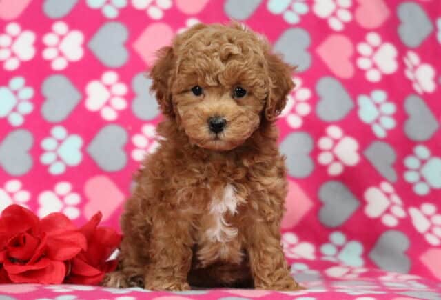 Fluffy apricot Bichpoo puppy sitting upright on a pink heart and paw-print blanket next to a red rose, with curly fur and bright expressive eyes image
