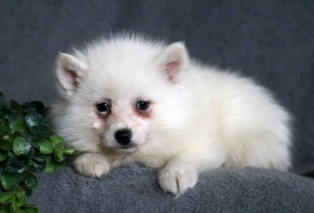 Cream-colored Pomsky puppy with a fluffy coat and dark expressive eyes, resting on a soft gray blanket beside greenery. image