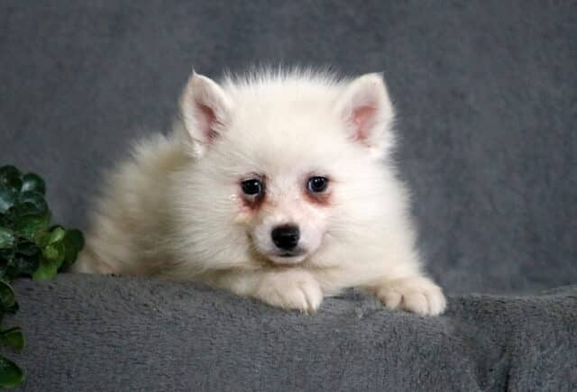 Cream-colored Pomsky puppy with a fluffy coat and dark eyes, resting on a soft gray blanket with greenery in the background. image