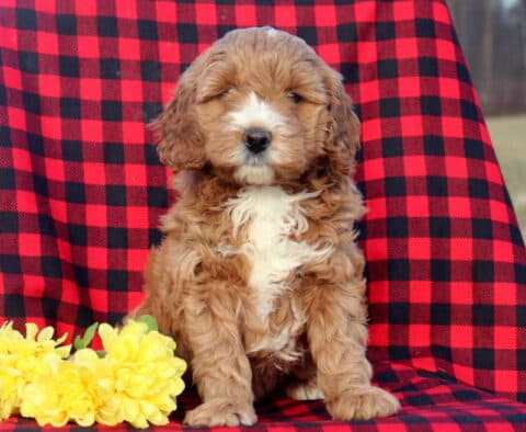 Libby Mini Goldendoodle