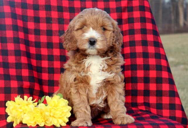 Mini Goldendoodle puppy with a fluffy apricot curly coat and a white chest sitting on a red and black buffalo plaid blanket beside bright yellow flowers, facing forward with a calm, gentle expression. image