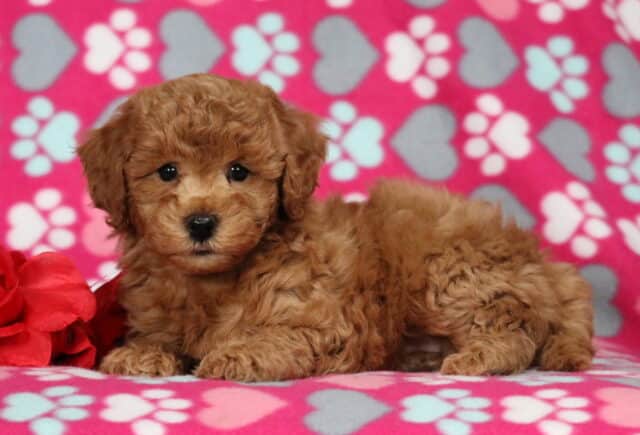 Apricot Bichpoo puppy lying on a pink paw-print blanket with a red rose, showcasing a fluffy curly coat and sweet expression image