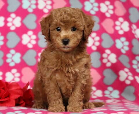 Apricot Bichpoo puppy sitting upright on a pink paw-print blanket beside a red rose, featuring a curly teddy-bear coat and bright dark eyes