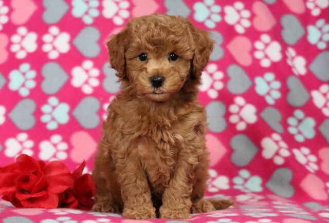 Apricot Bichpoo puppy sitting upright on a pink paw-print blanket beside a red rose, featuring a curly teddy-bear coat and bright dark eyes image