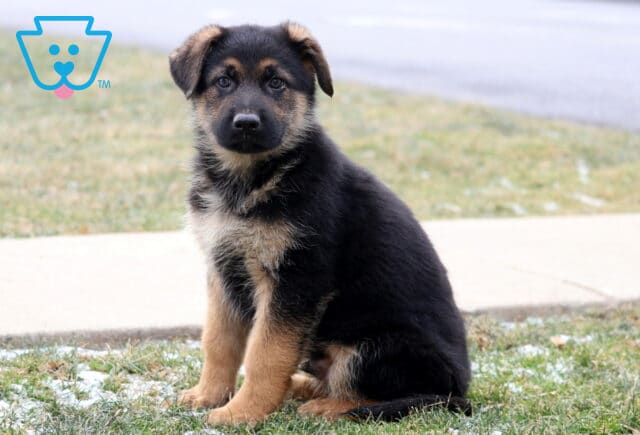 Lightfoot German image