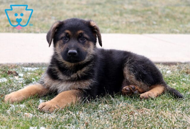 Lightfoot German2 image