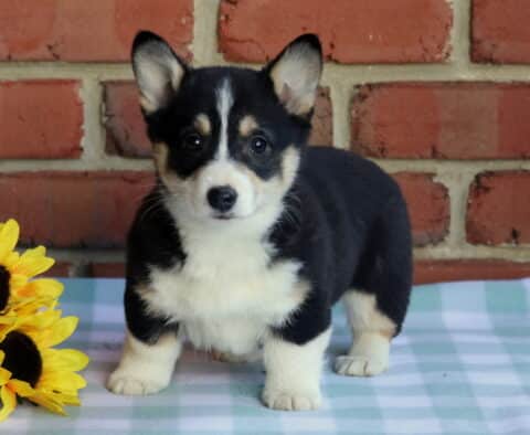 Lilly Corgi