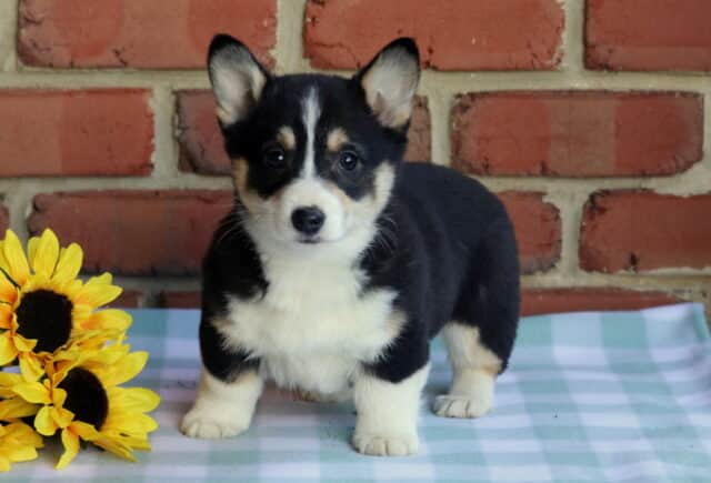 Lilly Corgi image