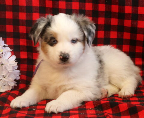 Lilly Mini Aust Shepherd