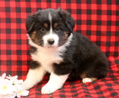 Lincoln Mini Aust Shepherd