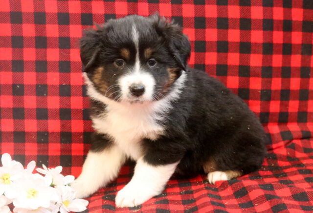 Lincoln Mini Aust Shepherd image