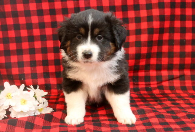 Lincoln Mini Aust Shepherd2 image