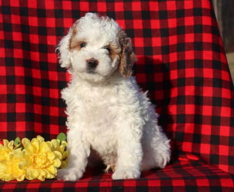 Lincoln Mini Goldendoodle