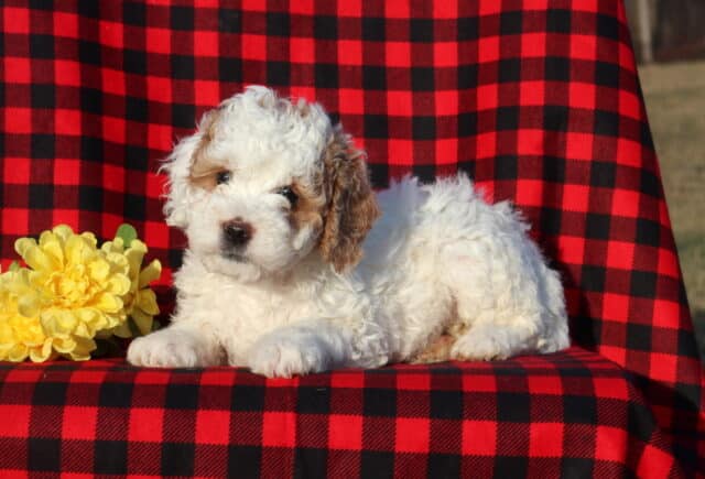 Mini Goldendoodle puppy with a fluffy white curly coat and soft apricot markings lying on a red and black buffalo plaid blanket, posed beside bright yellow flowers and gazing calmly toward the camera. image
