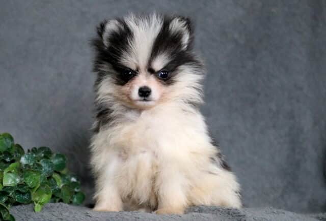 Black and white Pomsky puppy with a fluffy coat and dark eyes, sitting on a soft gray blanket with greenery in the background. image