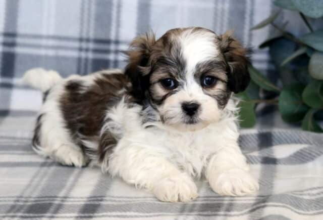 Sweet Shichon puppy with a fluffy brown, white, and gray coat lying on a gray plaid blanket, showcasing a teddy-bear face, soft wavy fur, bright dark eyes, and a calm, cuddly expression next to greenery. image