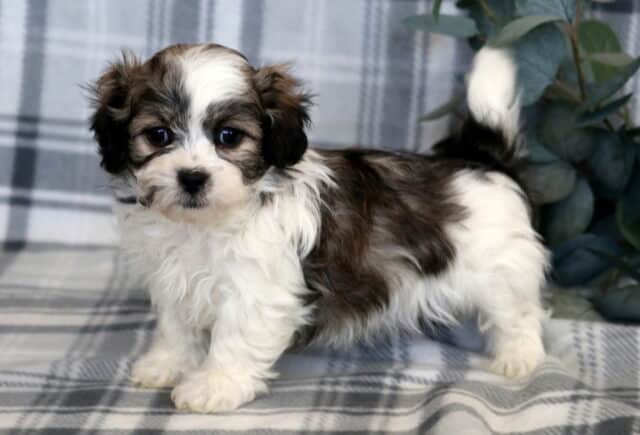 Adorable Shichon puppy standing on a gray plaid blanket with a fluffy white and brown coat, dark expressive eyes, soft wavy fur, and a curled tail, featuring a teddy-bear face and sweet, alert expression beside greenery. image