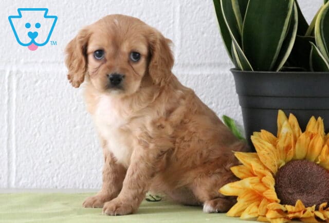 Apricot Cavapoo puppy with a fluffy wavy coat and white chest, sitting on a light green blanket beside a sunflower and potted plant. image