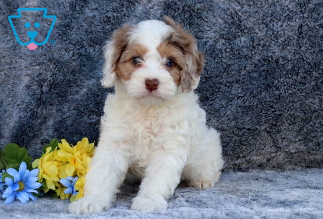 Cream and tan Cockapoo puppy with soft curly fur sitting on a gray blanket beside yellow and blue flowers, looking directly at the camera. image