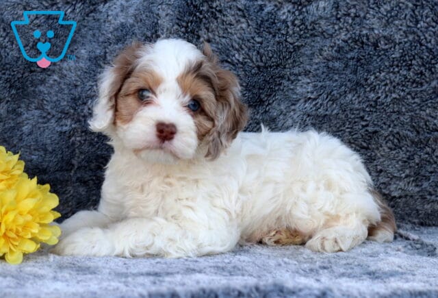 Fluffy white and tan Cockapoo puppy lying on a gray blanket beside a yellow flower, with soft curls and bright eyes facing the camera. image