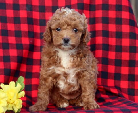 Lola Mini Goldendoodle