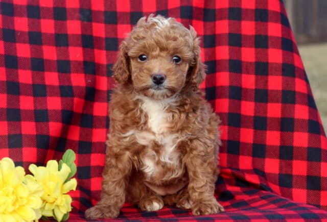 Mini Goldendoodle puppy with a curly apricot coat and white chest sitting upright on a red and black buffalo plaid blanket, wide dark eyes looking forward, posed beside bright yellow flowers in natural light. image