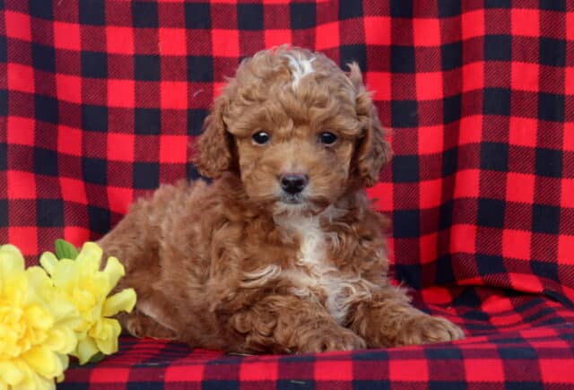 Mini Goldendoodle puppy with a soft apricot curly coat and small white chest patch lying on a red and black buffalo plaid blanket, looking directly at the camera, posed next to bright yellow flowers in natural outdoor light. image