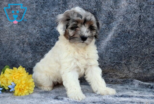 Fluffy Cockapoo puppy with cream curls and dark gray facial markings sitting on a gray blanket next to yellow flowers. image