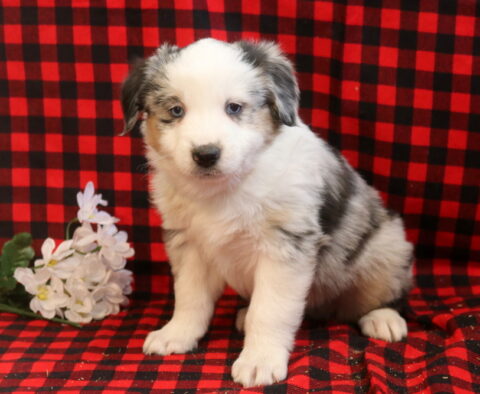 Louie Mini Aust Shepherd
