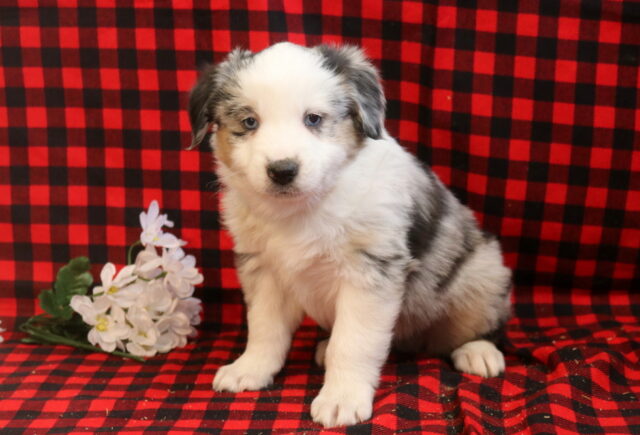 Louie Mini Aust Shepherd image