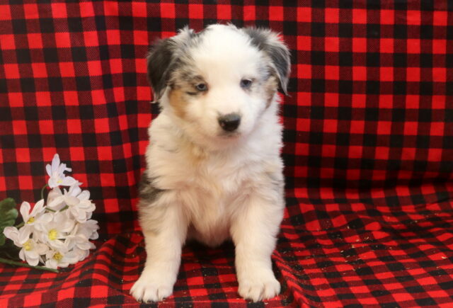 Louie Mini Aust Shepherd2 image