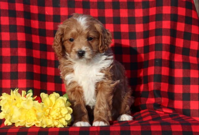 Mini Goldendoodle puppy with a soft apricot-and-white wavy coat sitting upright on a red and black buffalo plaid blanket, posed beside bright yellow flowers with a calm, curious expression. image