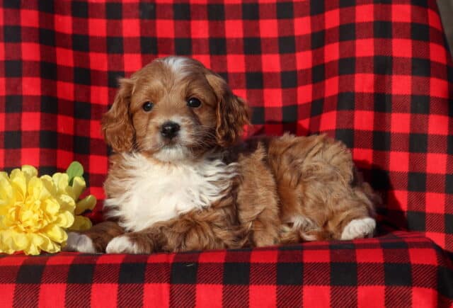 Mini Goldendoodle puppy with a fluffy apricot coat and white chest lying on a red and black buffalo plaid blanket, resting beside bright yellow flowers and looking gently toward the camera. image