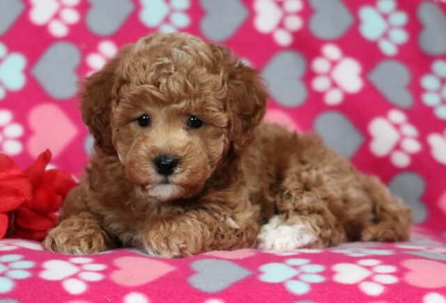 Curly apricot Bichpoo puppy lying on a pink heart and paw-print blanket beside a red rose, with a fluffy coat and sweet round eyes image
