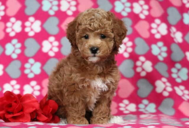 Fluffy apricot Bichpoo puppy sitting on a pink heart and paw-print backdrop with a red rose, featuring a curly coat and gentle expression image