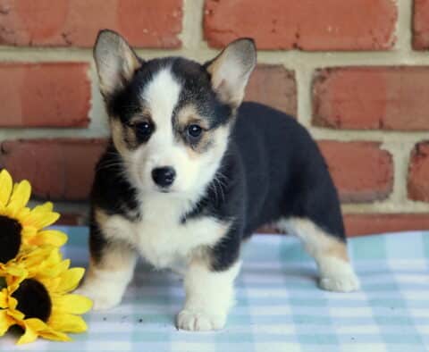 Lovey Corgi