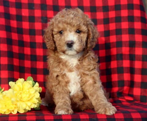 Lovey Mini Goldendoodle