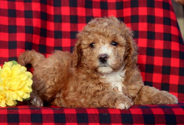 Mini Goldendoodle puppy with a fluffy apricot curly coat and a white chest lying on a red and black buffalo plaid blanket beside bright yellow flowers, looking calmly toward the camera. image