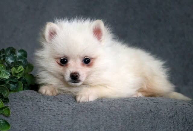 Cream-colored Pomsky puppy with a fluffy coat and dark eyes, lying on a soft gray blanket with a sweet, teddy-bear expression. image