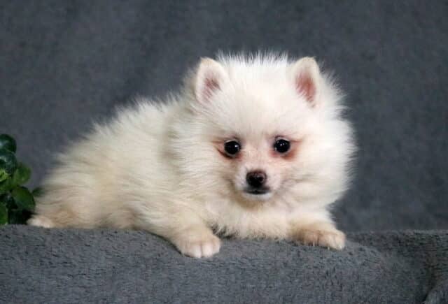Cream-colored Pomsky puppy with a fluffy coat and bright dark eyes, resting on a soft gray blanket with an adorable, calm expression. image